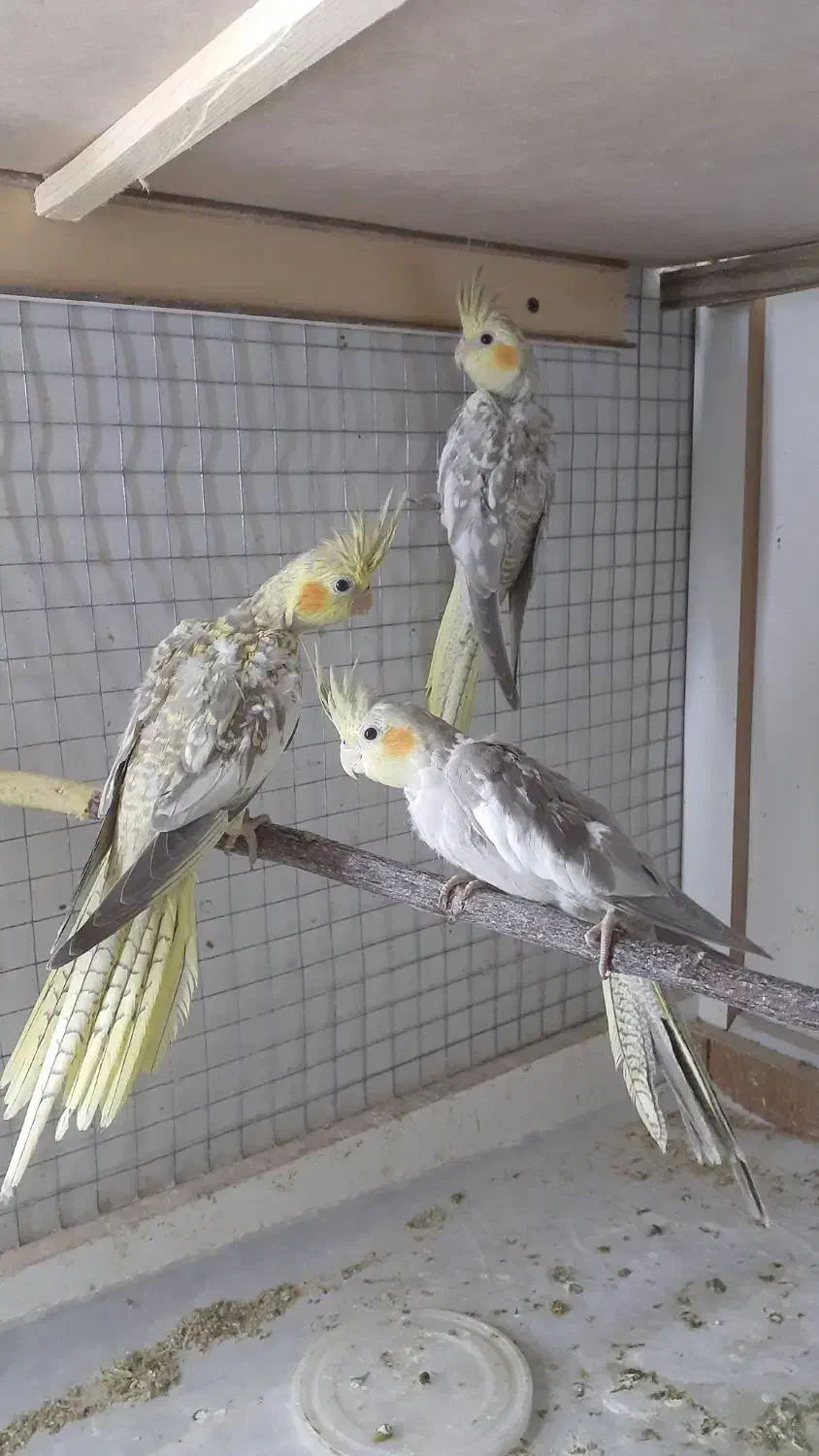 عروس هلندی بدلیل کمبود جا|پرنده|گرمسار, |دیوار