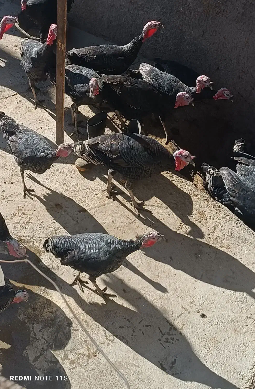 بوقلمون فروش|حیوانات مزرعه|تویسرکان, |دیوار