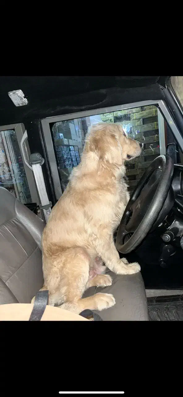 مژدگانی ۱۰میلیونی گمشده|حیوانات|اصفهان, جوزدان الیادران|دیوار