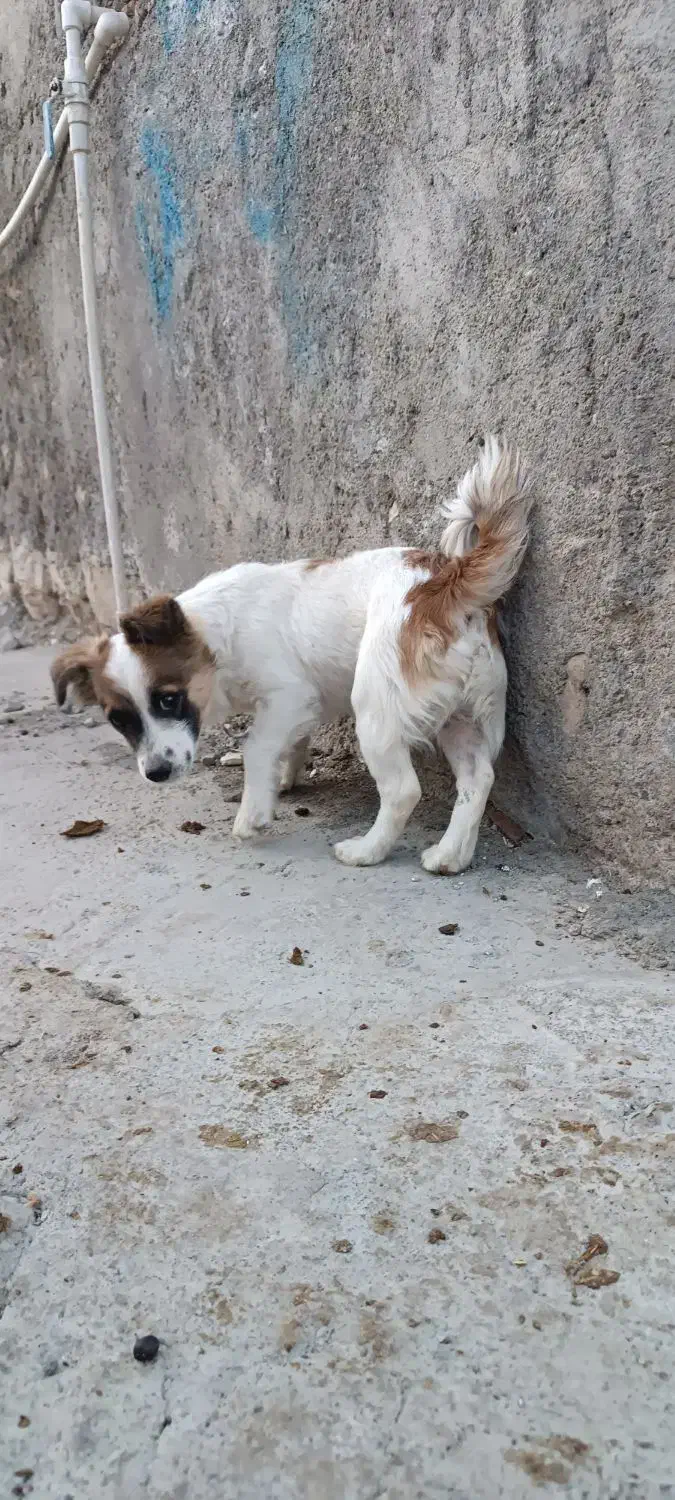 سگ بازیگوش|سگ|بیلوار, |دیوار