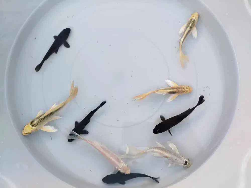 کوی بلک (سیاه)|ماهی|نجفآباد, فاز ۲ شهرک آزادگان|دیوار