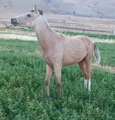 کره مادیان عرب|اسب و تجهیزات اسب‌سواری|بروجرد, |دیوار