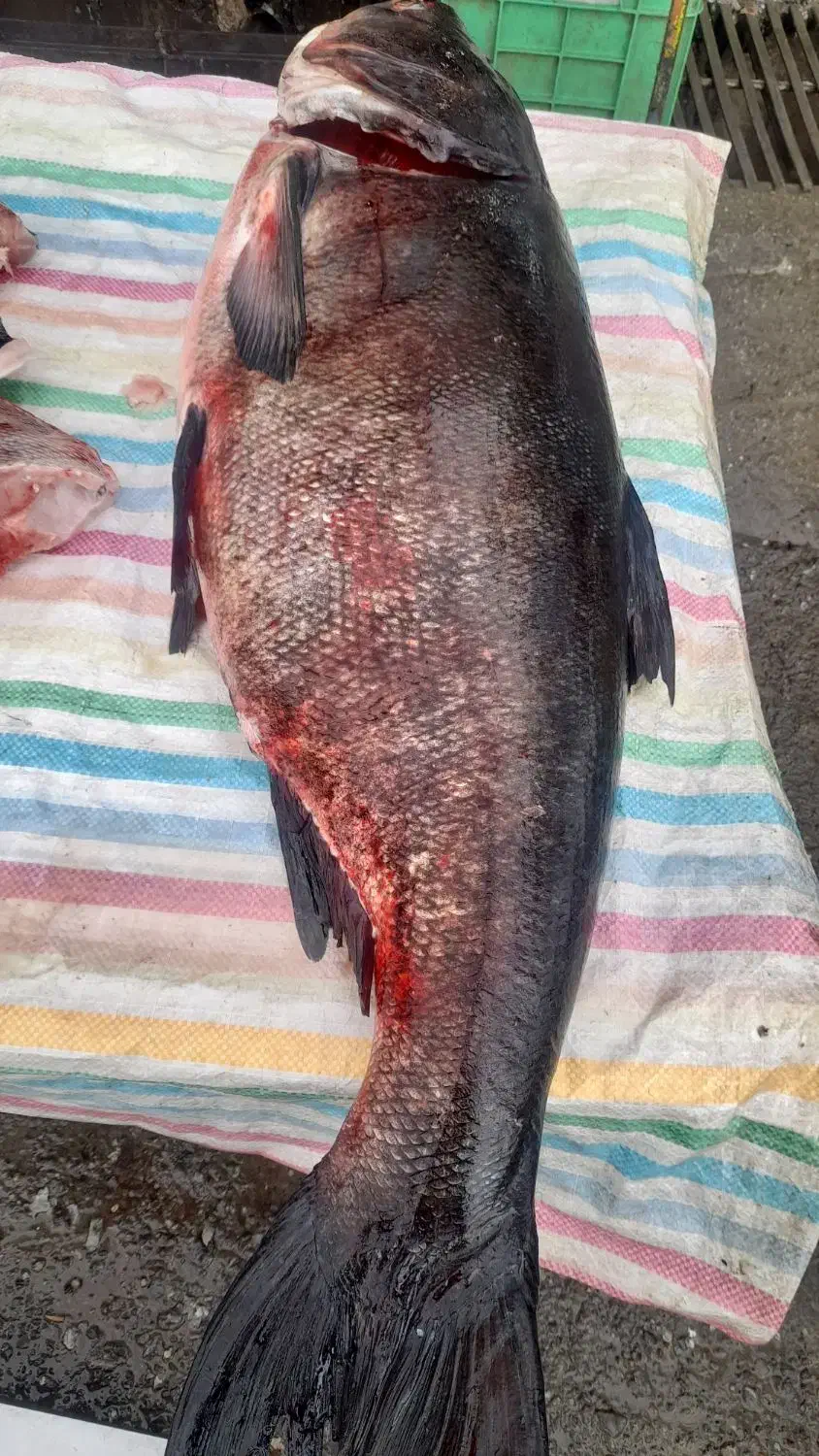 ۱۴۰۰۰۰|ماهی|مریوان, |دیوار