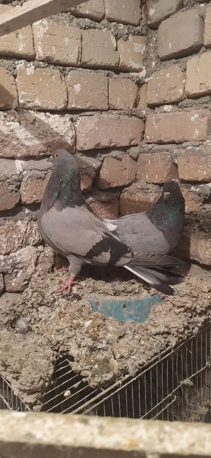 کبوتر|پرنده|بروجرد, |دیوار