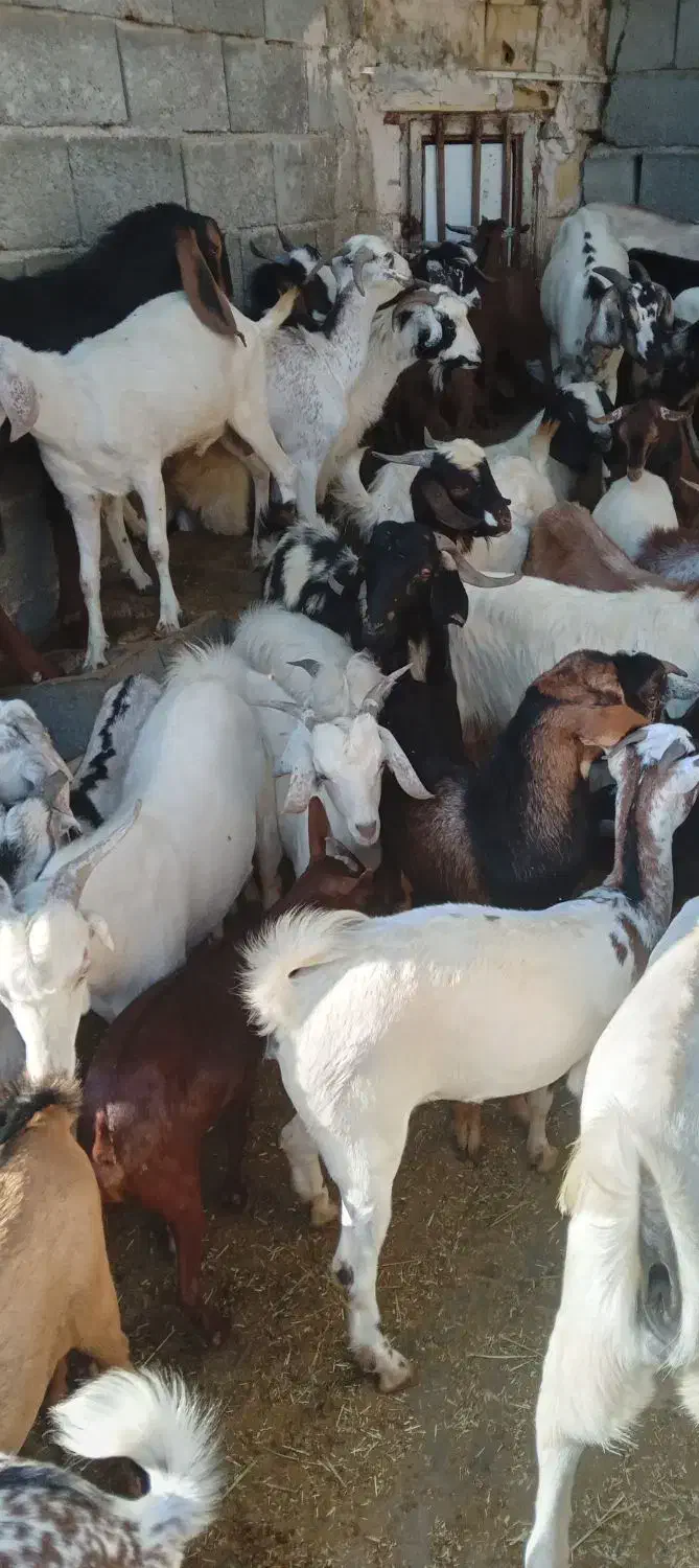 کهره نر و بز با قصابی خود بندرعباس|حیوانات مزرعه|بندرعباس, |دیوار