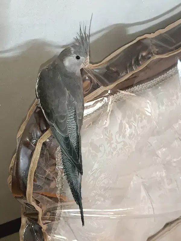 عروس هلندی وایت فیس شاه تخم|پرنده|پاکدشت, پاکدشت (مامازند)|دیوار