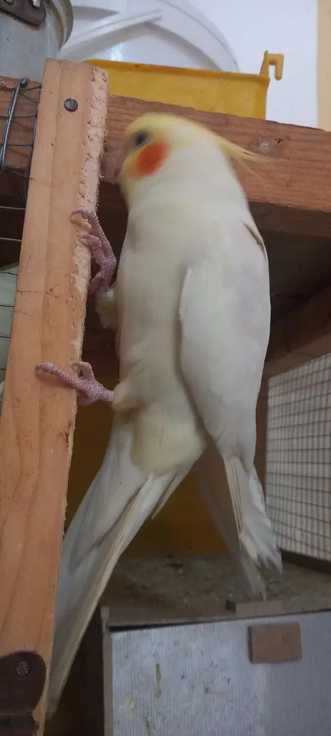 عروس هلندی|پرنده|شوشتر, |دیوار