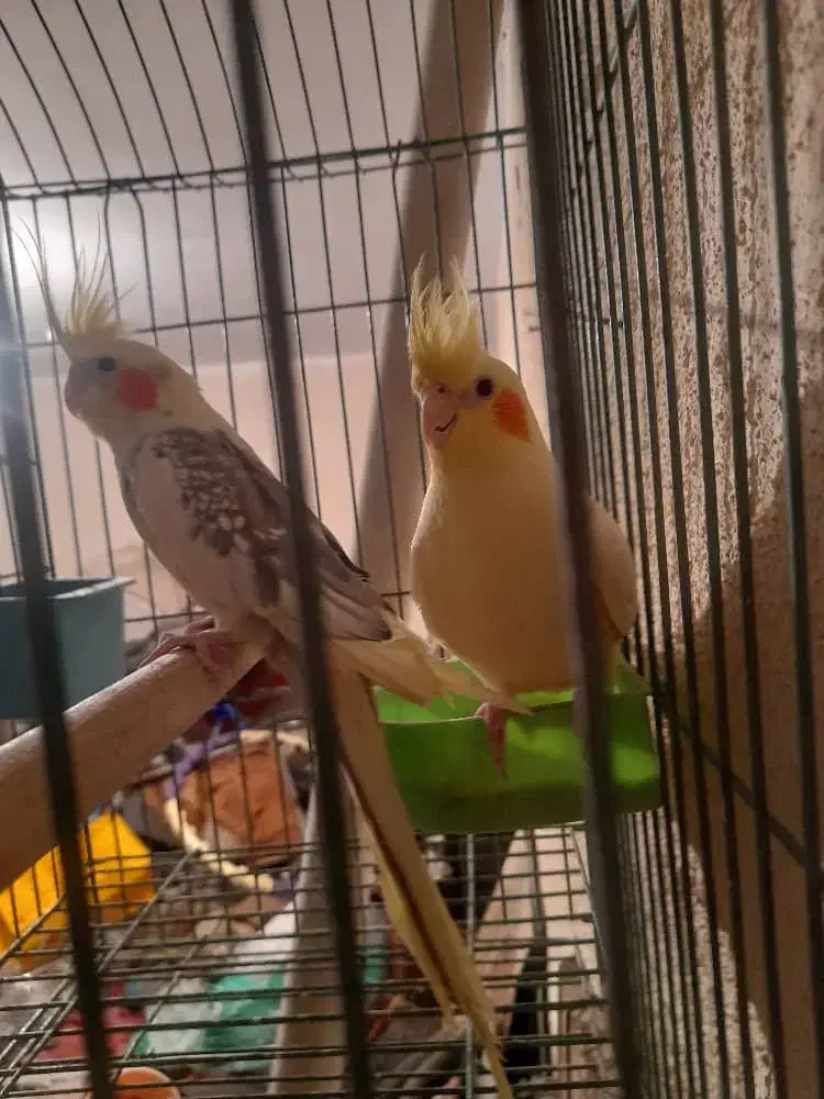 فروش یک جفت عروس هلندی|پرنده|تهران, مشیریه|دیوار