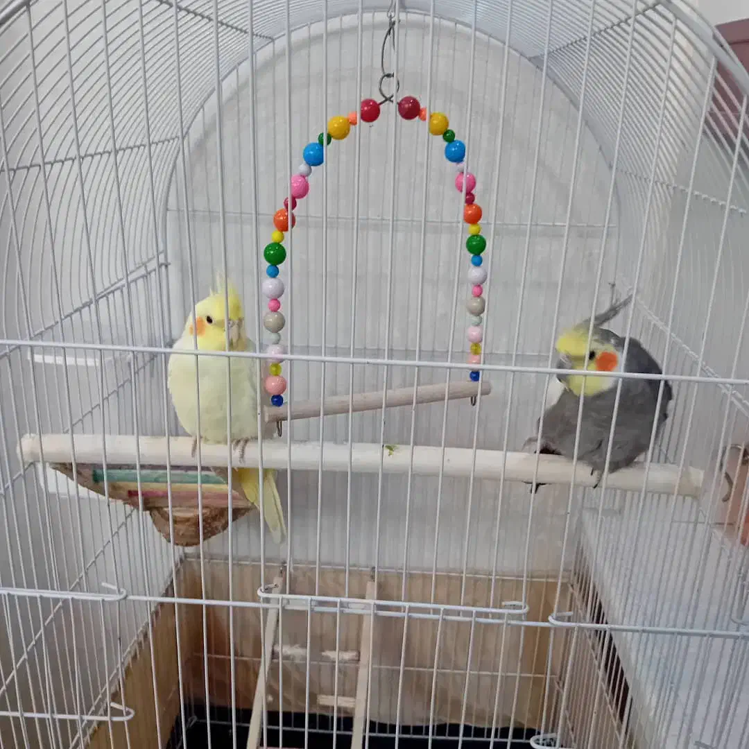 جوجه عروس هلندی و عروس هلندی جفت|پرنده|کرج, حصارک بالا|دیوار