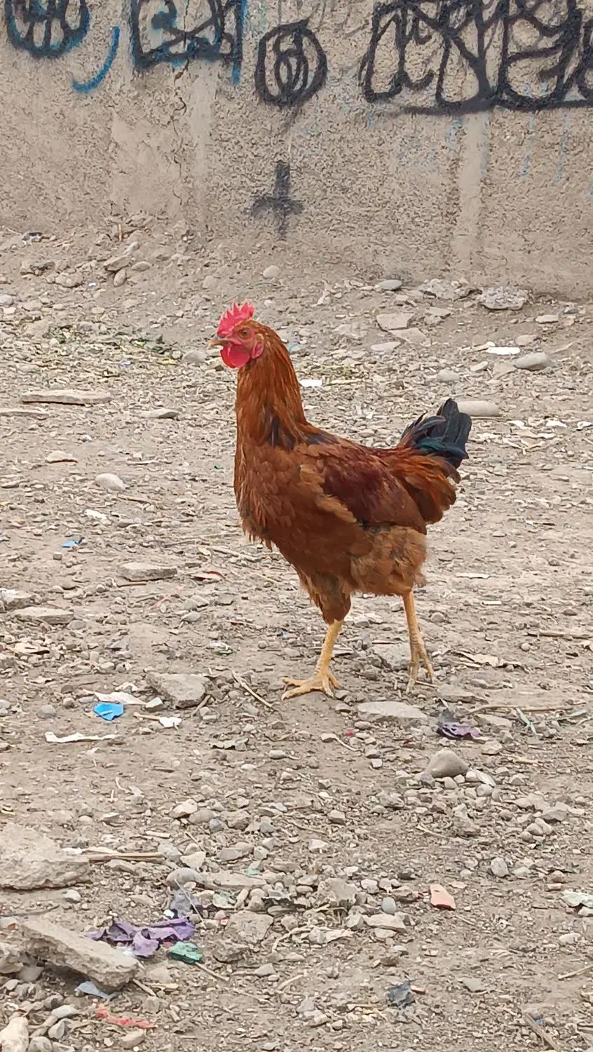 ۱عدد خروس سرحال وجوان|حیوانات مزرعه|پاکدشت, شهرک امام رضا|دیوار