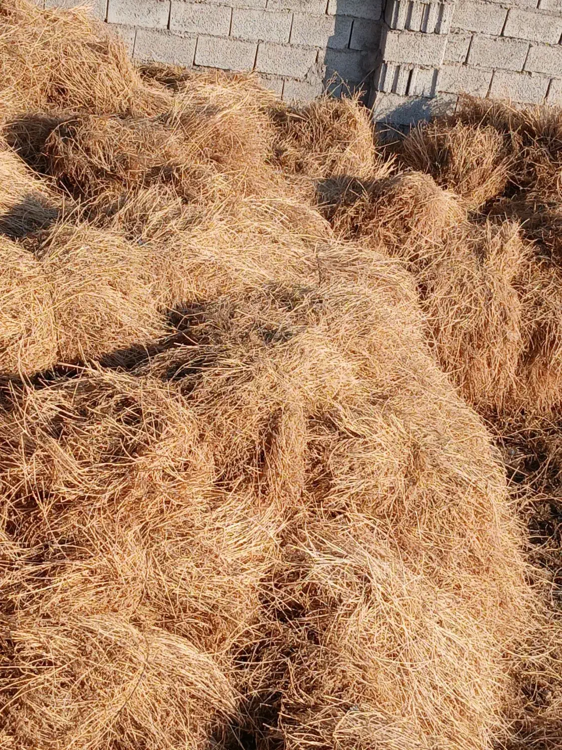 یونجه|حیوانات مزرعه|تبریز, |دیوار