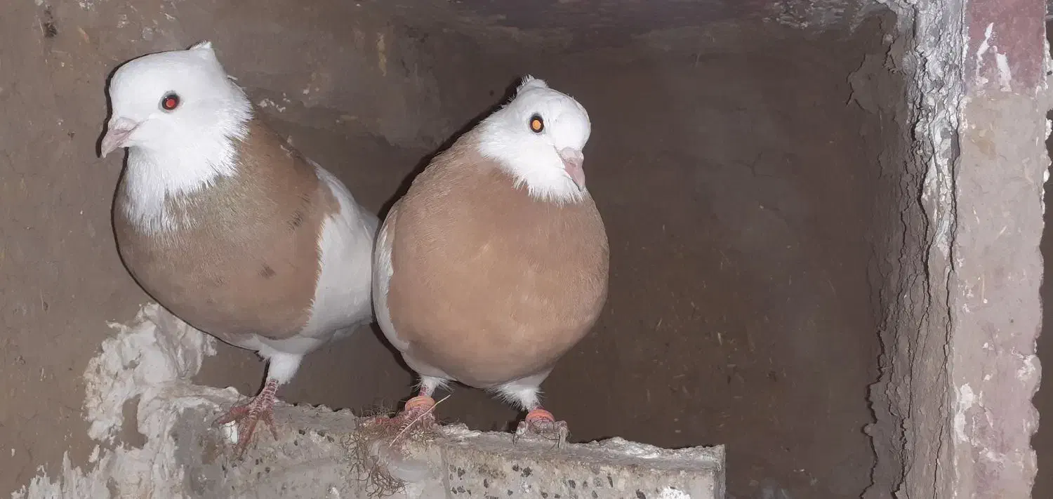 طوقی زرد و زرد خال سیا|پرنده|هلالی, |دیوار