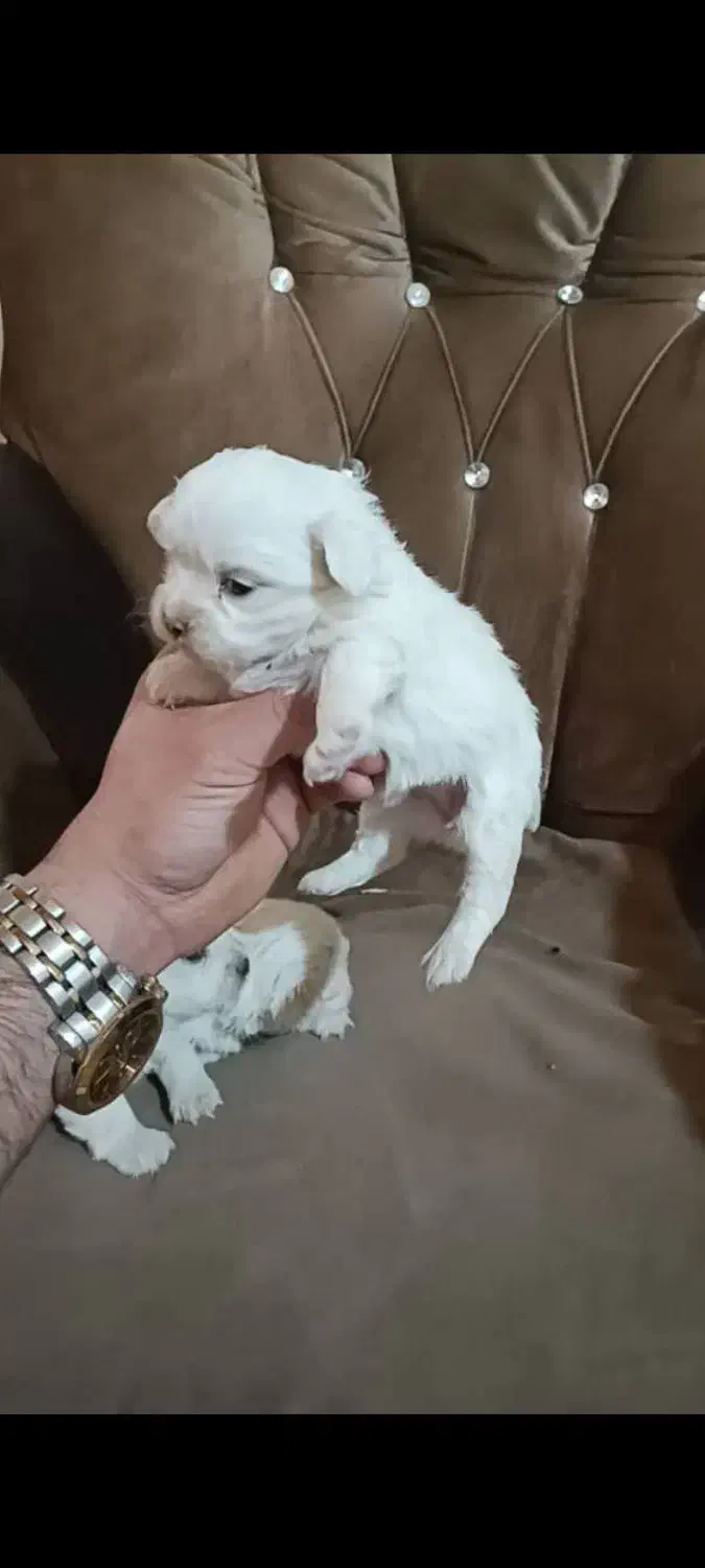 توله مالتیز|سگ|ماهدشت, |دیوار