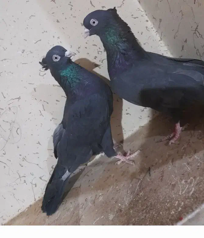 کبوتر|پرنده|گندمان, |دیوار