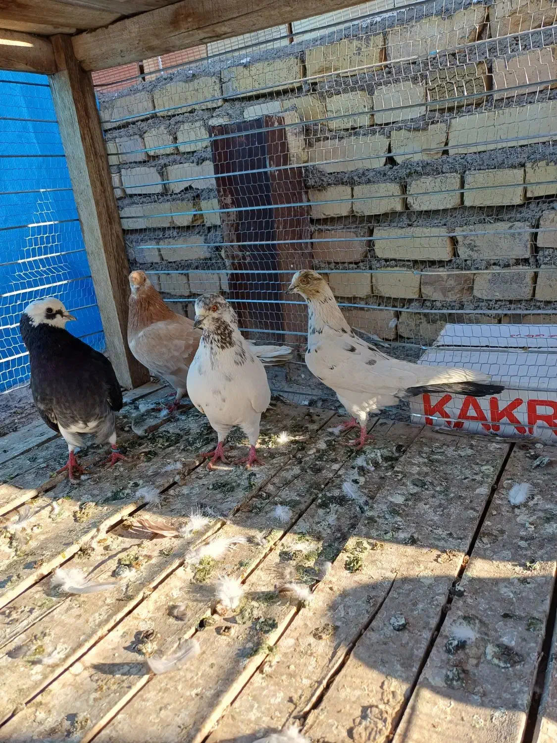 کبوتر|پرنده|شاهرود, |دیوار