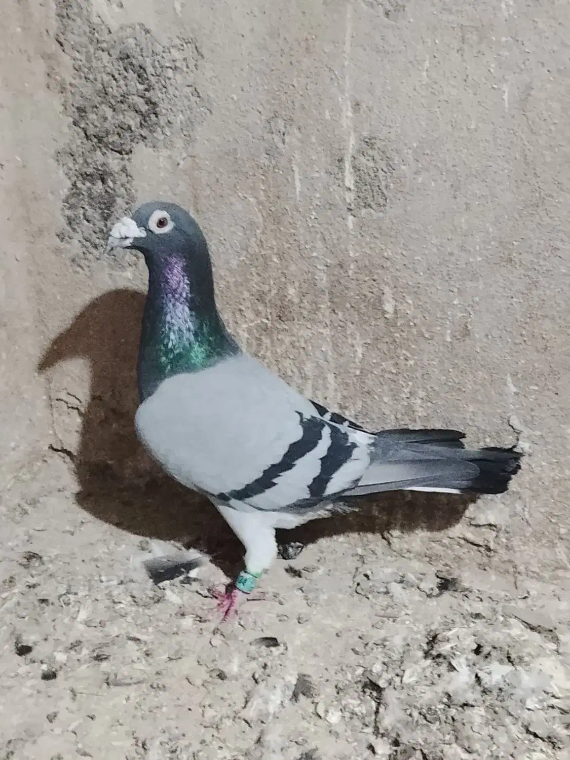 کفتر صید|پرنده|تایباد, |دیوار