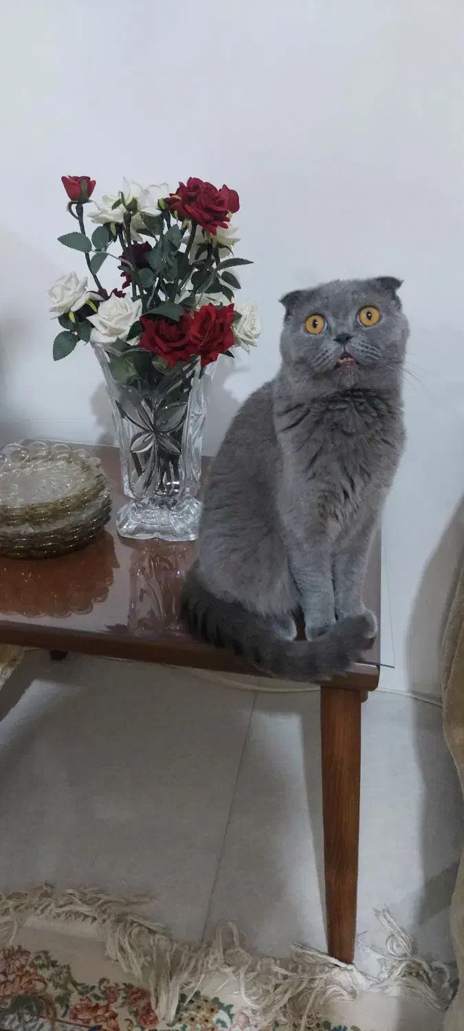 اسکاتیش ماده|گربه|گرگان, |دیوار