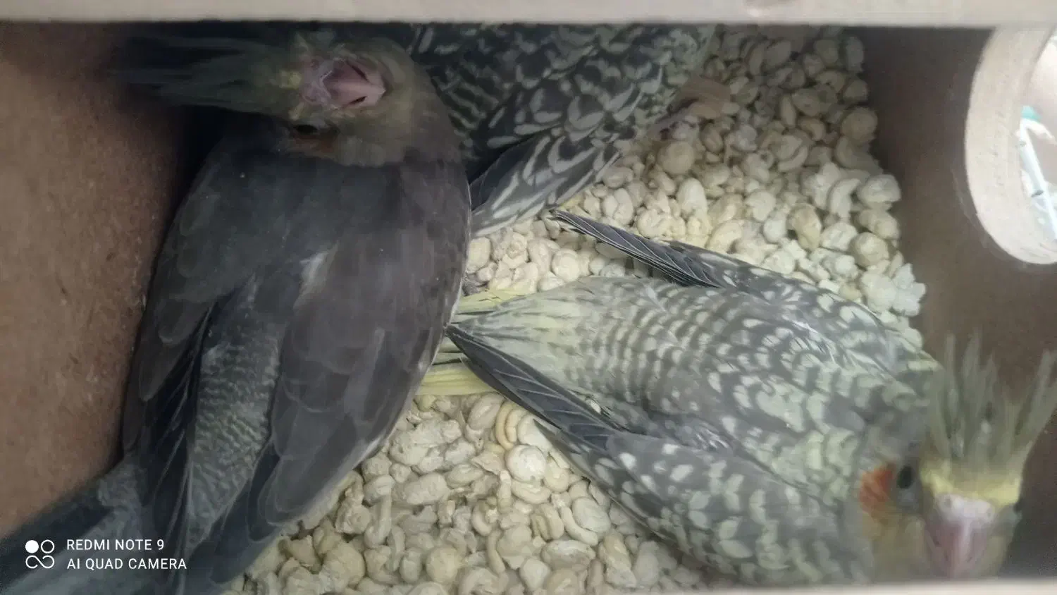 عروس هلندی|پرنده|سبزوار, شهرک جهاد|دیوار