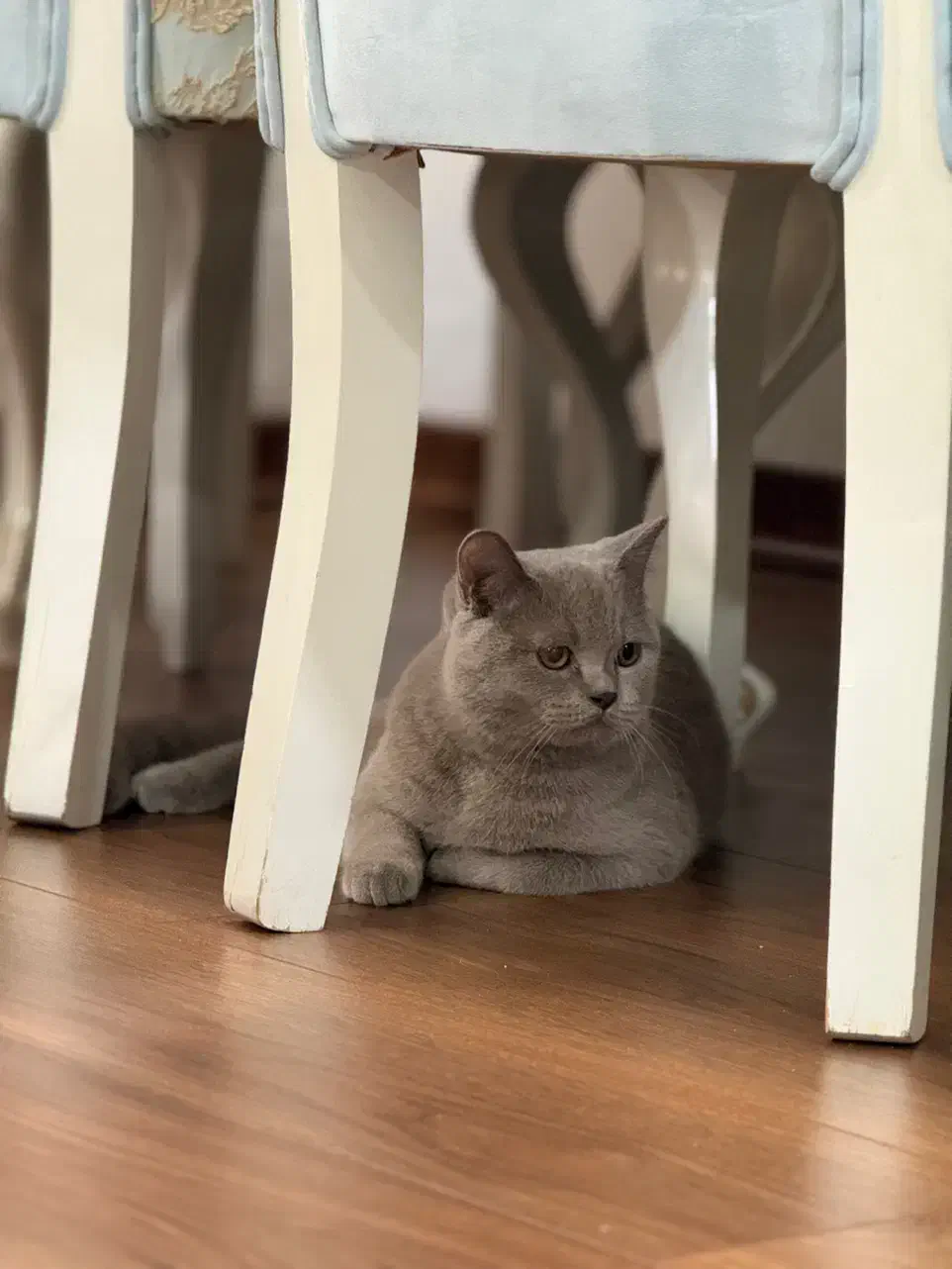 گربه بریتیش رنگ بلو(طوسی)|گربه|اهواز, کیان اباد|دیوار