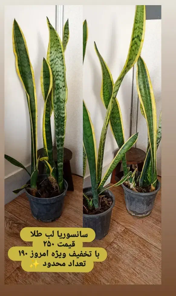 گل سانسوریا|گل و گیاه طبیعی|خواف, |دیوار