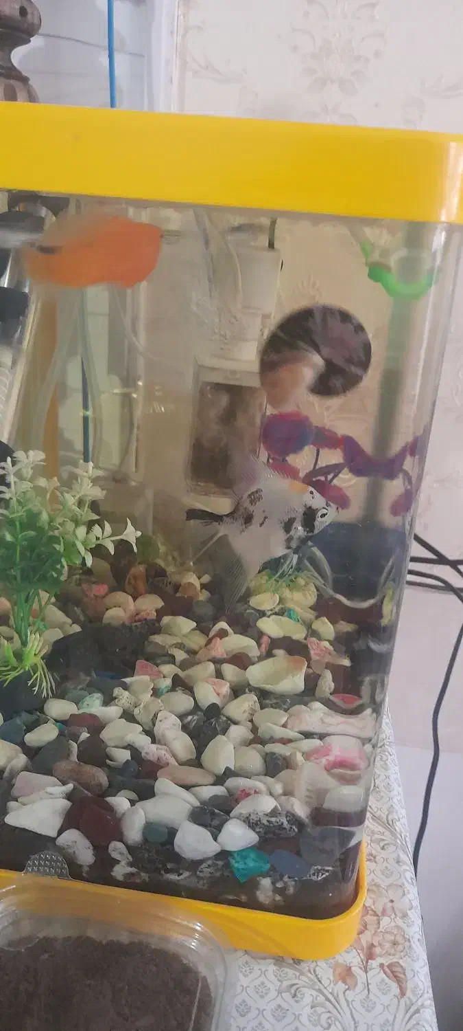 آکواریم معاوز با پرنده|ماهی|قم, شهرک فاطمیه|دیوار