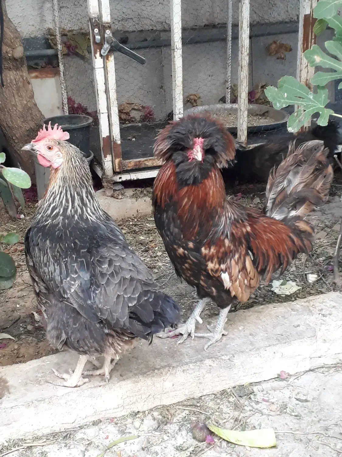 خروس نژادلهستانی|حیوانات مزرعه|شیراز, فضل‌آباد|دیوار