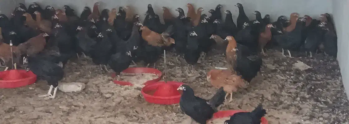 دوتک مرغ گلپایگانی جهادی  ۳ماهه ونیم|حیوانات مزرعه|فلاورجان, |دیوار