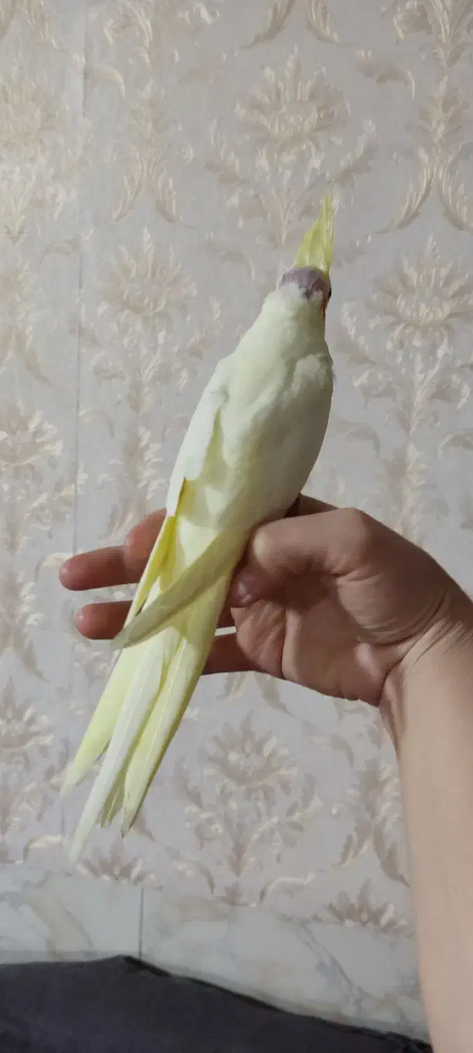 عروس هلندی چهل روزه|پرنده|نظرآباد, نظرآباد|دیوار