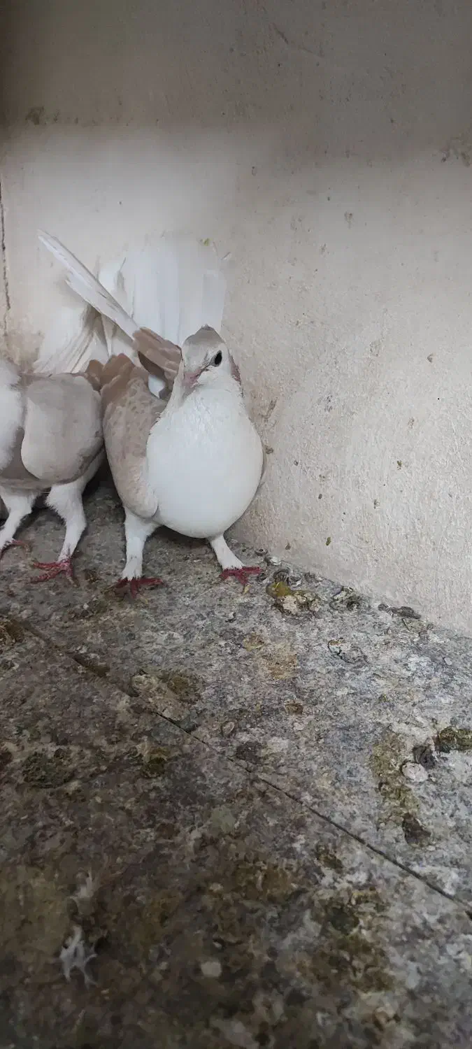 پشت زرد کاکلی|پرنده|اصفهان, تخت فولاد|دیوار