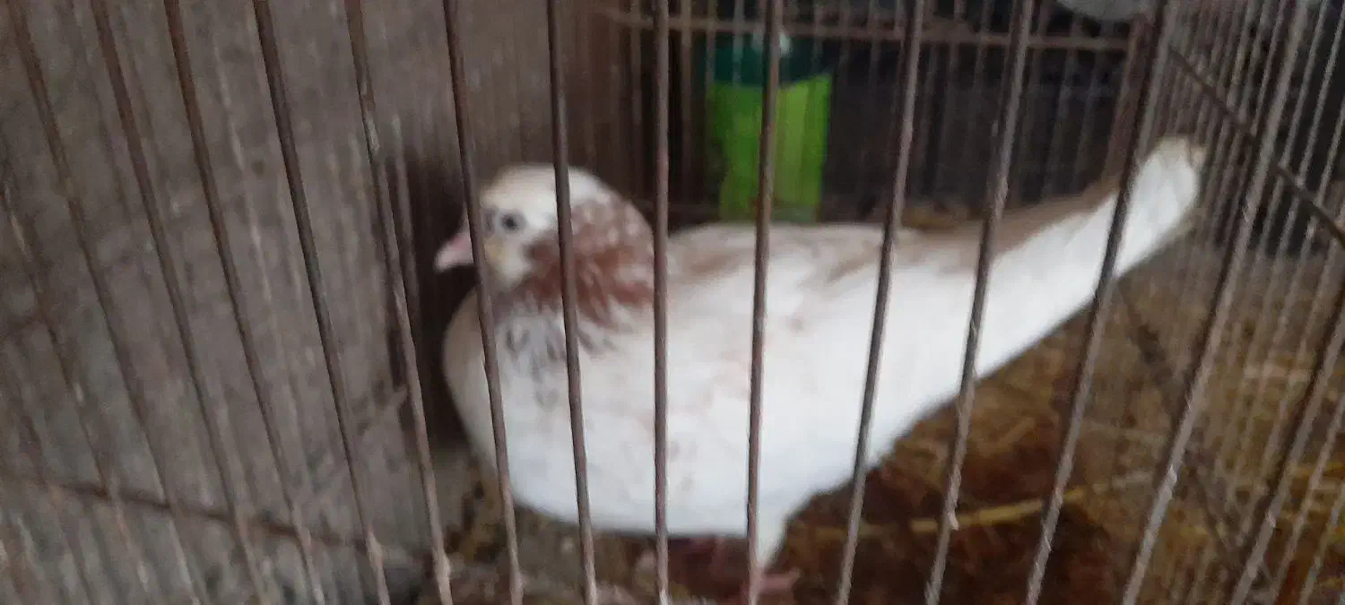 کبوتر|پرنده|کوچصفهان, |دیوار