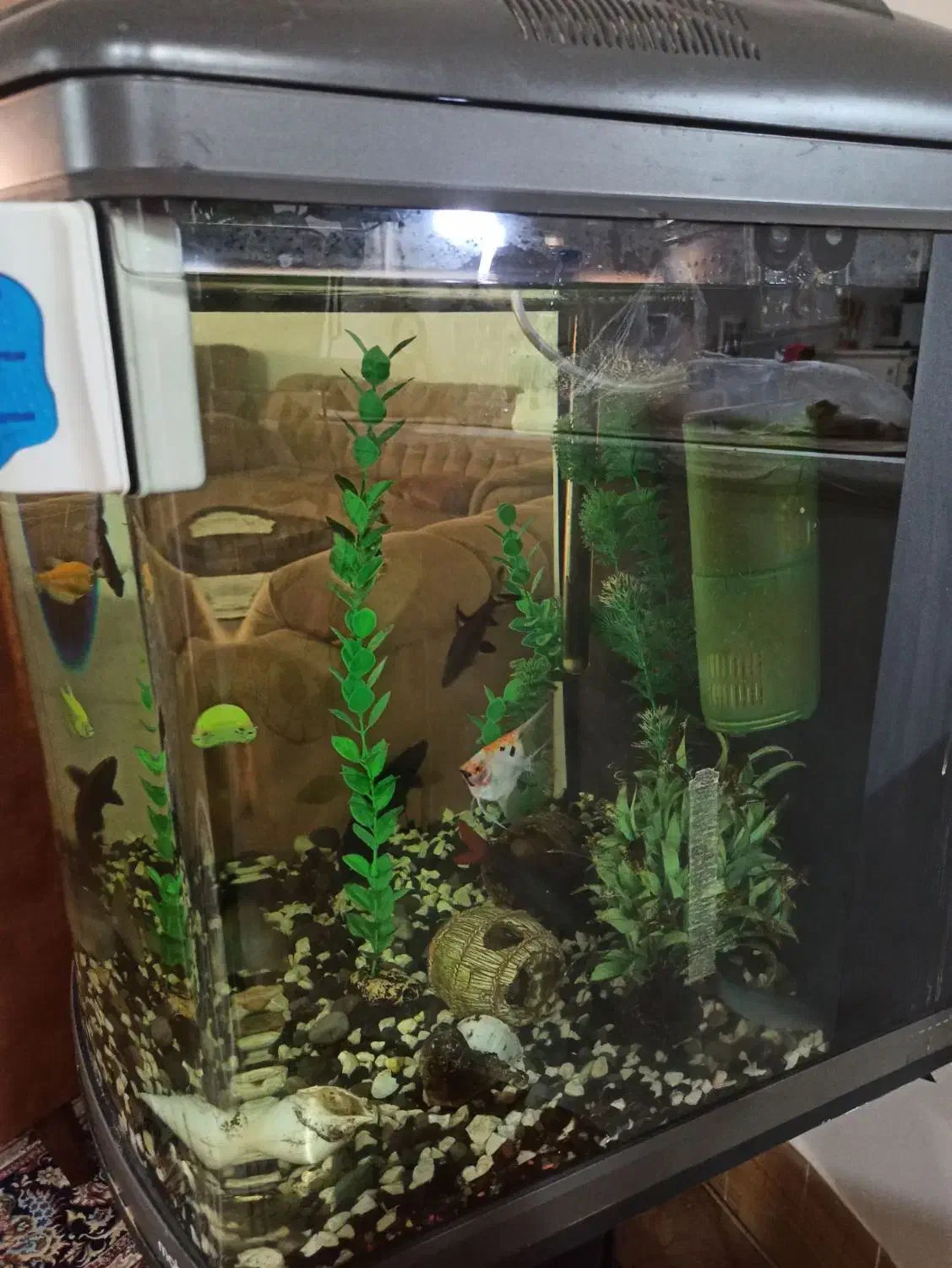 آکواریوم شرکتی|ماهی|سبزوار, توحیدشهر|دیوار