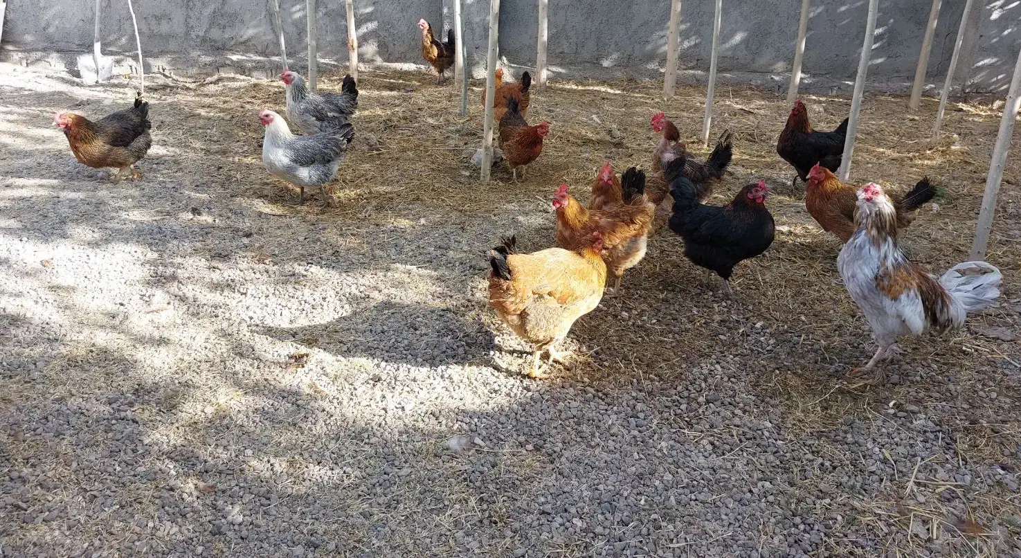 مرغ بومی|حیوانات مزرعه|تیکمه داش, |دیوار