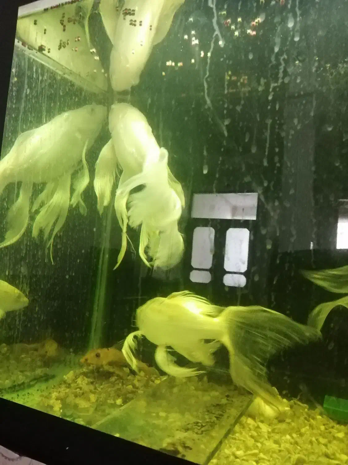 ماهی کوی سوپربال|ماهی|ملک‌آباد, |دیوار