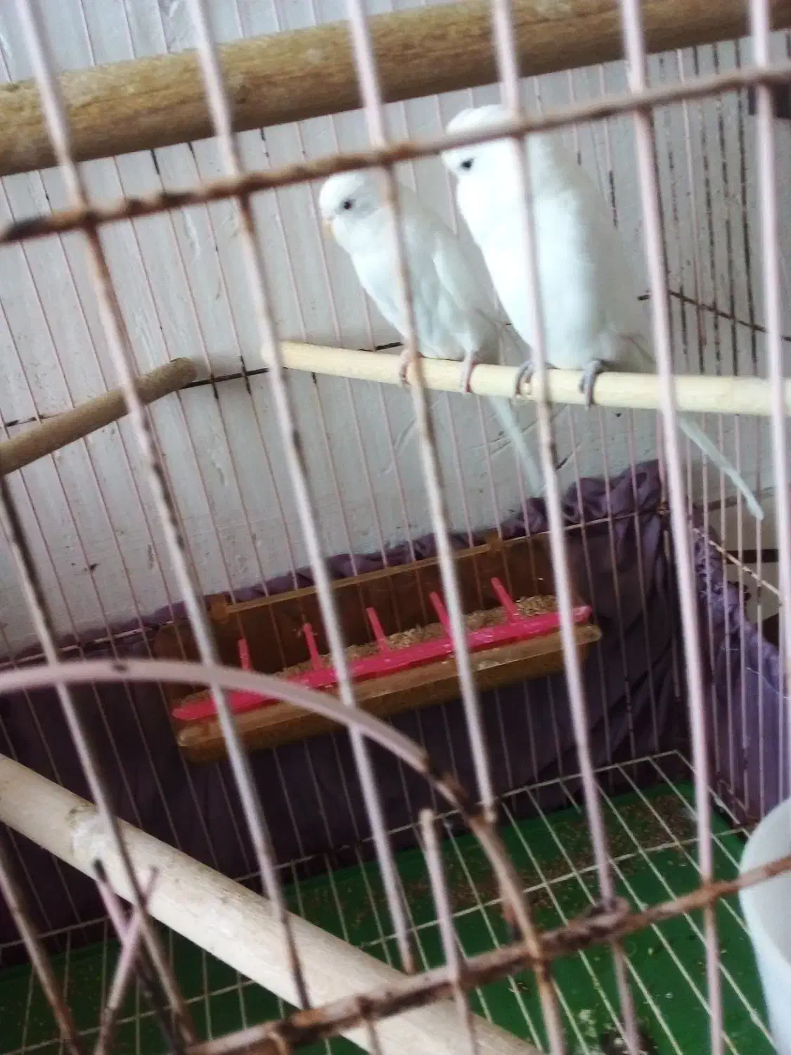 مرع عشق|پرنده|کاکی, |دیوار