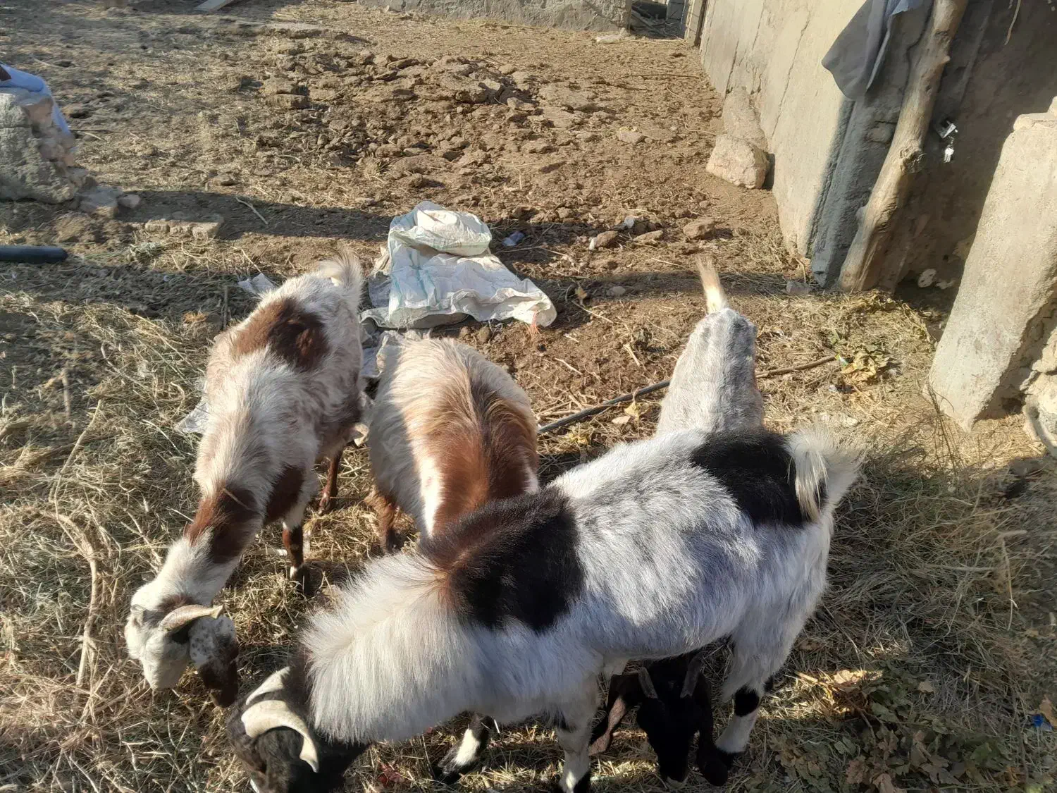 ۳ راس بز ابستن و ۱ راس تکه|حیوانات مزرعه|شهریار, بکه|دیوار