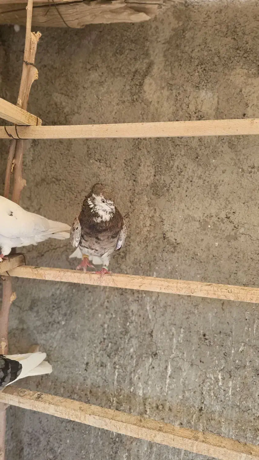 سرور کرواتی کاکولی ماده|پرنده|کهریزک, |دیوار