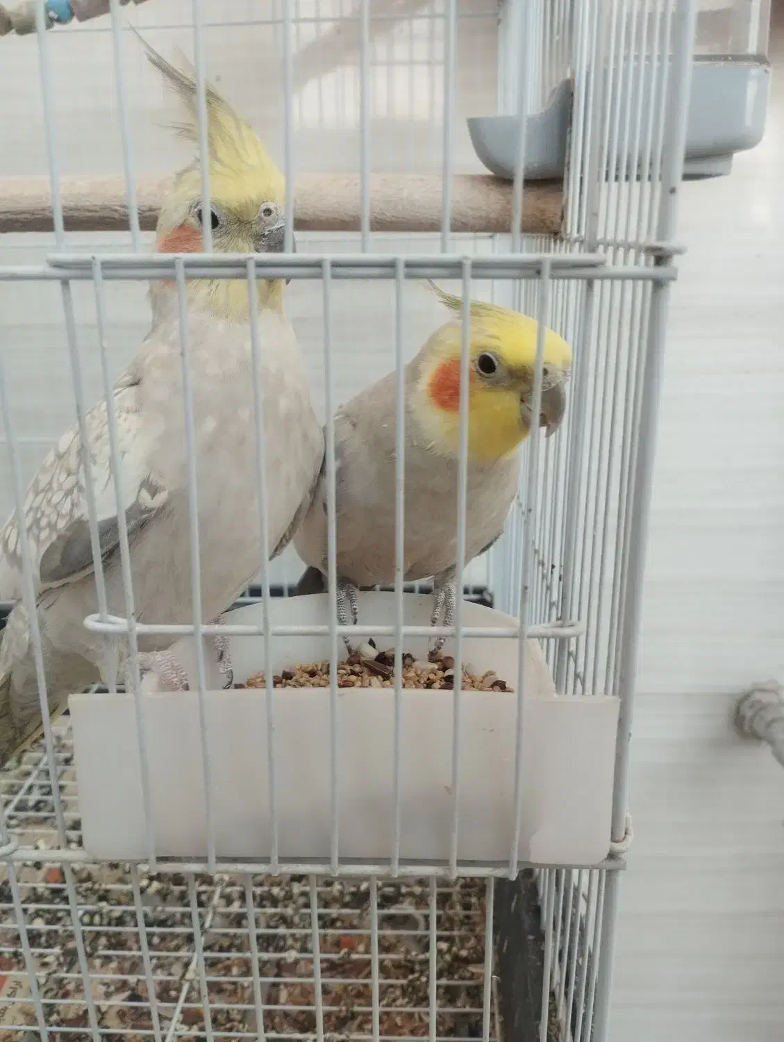 طوطی عروس هلندی|پرنده|تاکستان, |دیوار