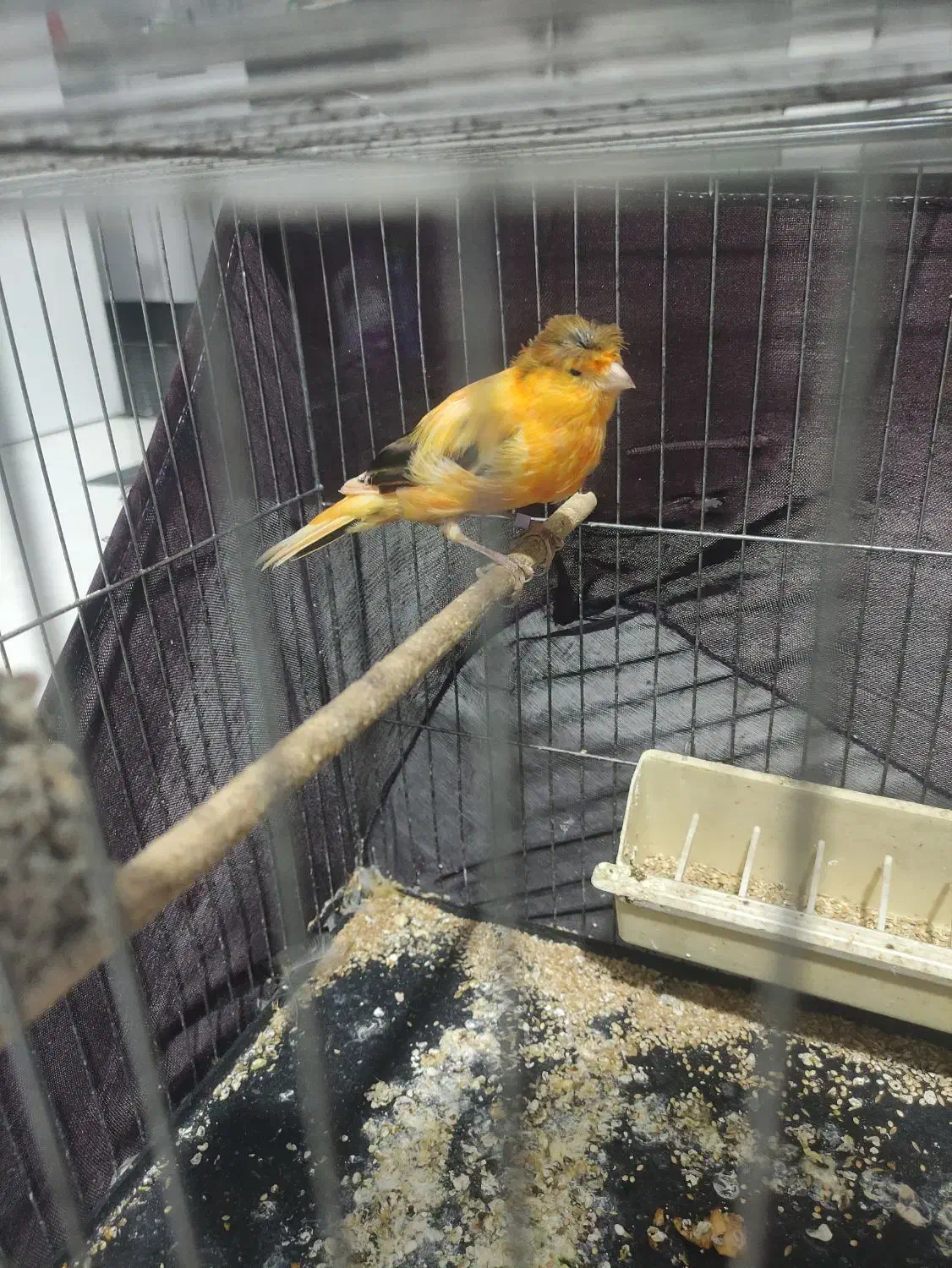 قناری نر|پرنده|پرند, فاز ۶|دیوار