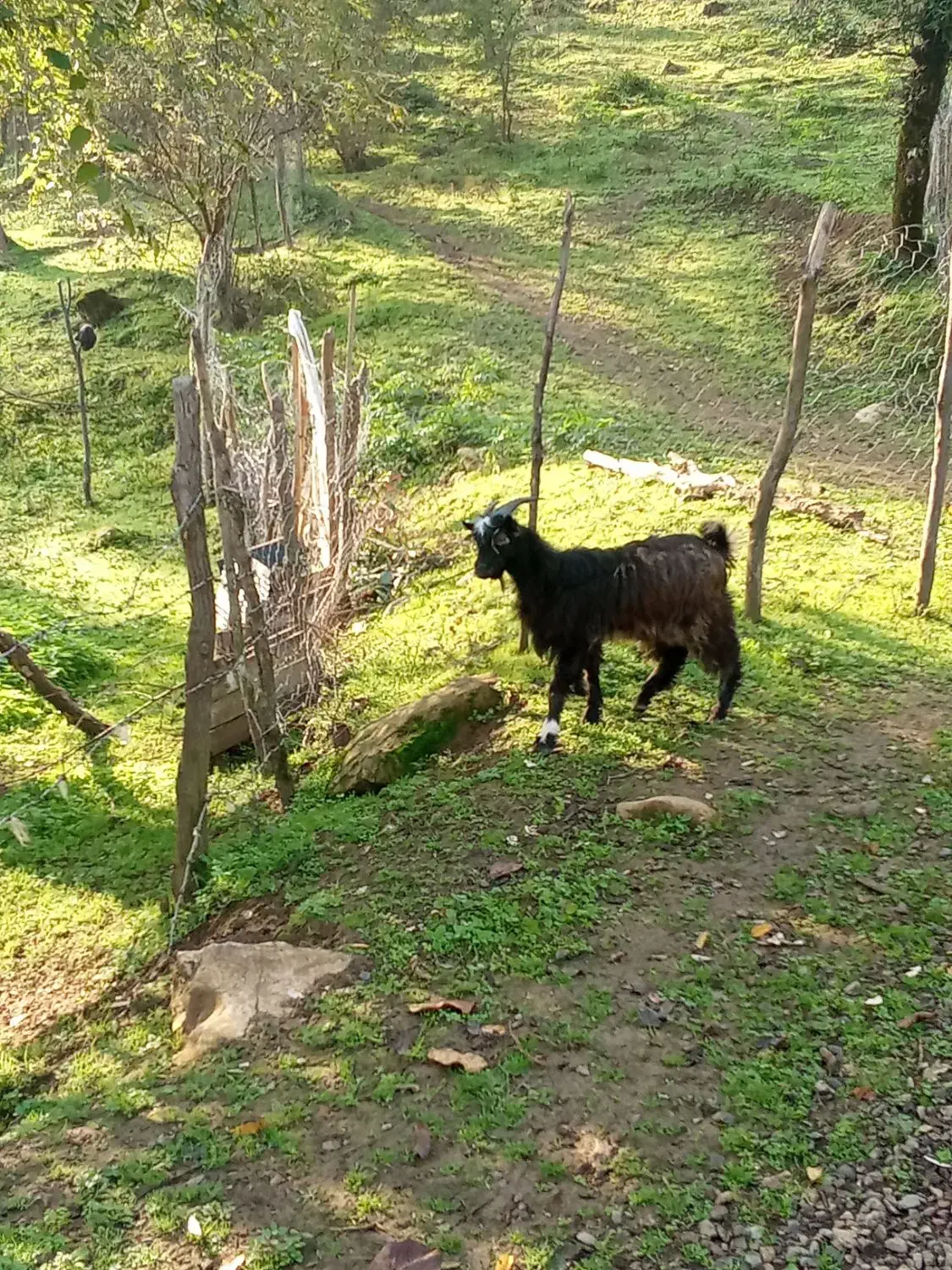دوعدد بزغاله نر|حیوانات مزرعه|ماسال, |دیوار