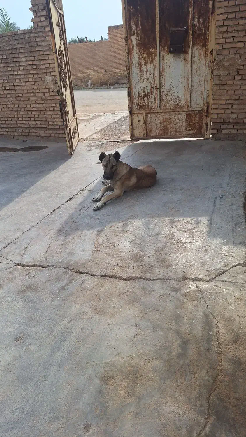 سگ سرابی نر|سگ|دزفول, |دیوار