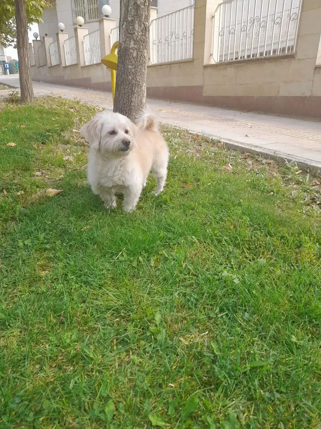 گم شده|حیوانات|هشتگرد, فاز ۱ مهستان|دیوار