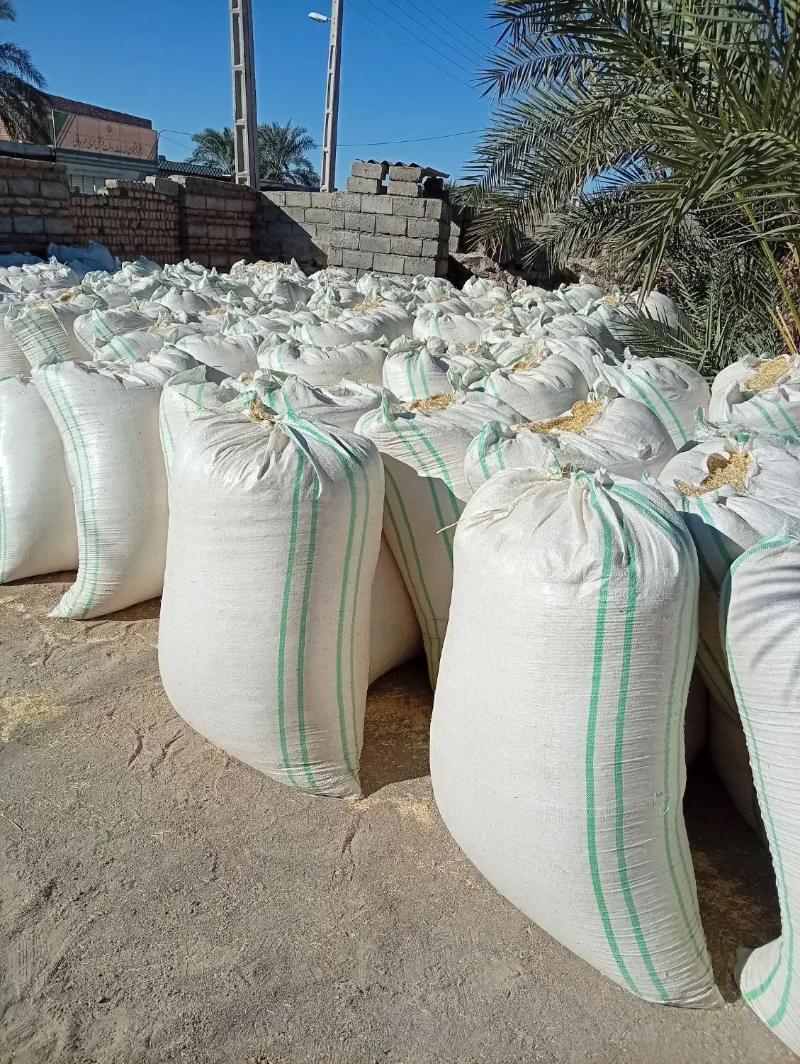 کاه سفید|خدمات باغبانی و درختکاری|ایرانشهر, |دیوار