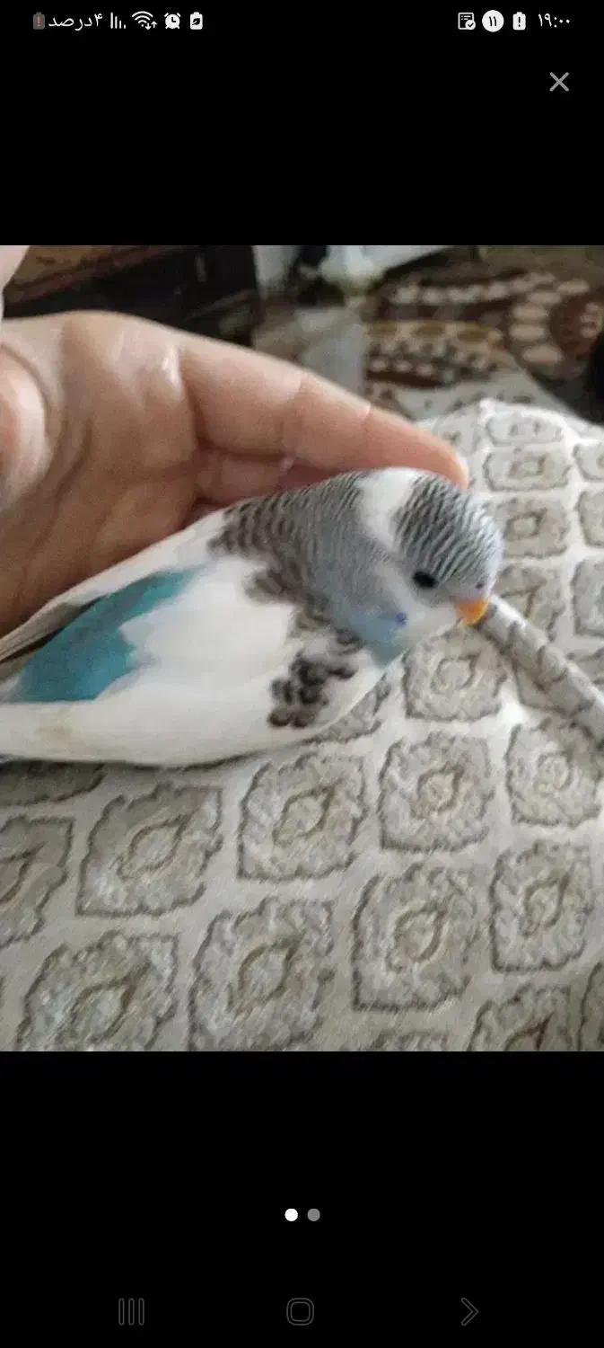 مرغ عشق دستی رام|پرنده|کرمان, |دیوار