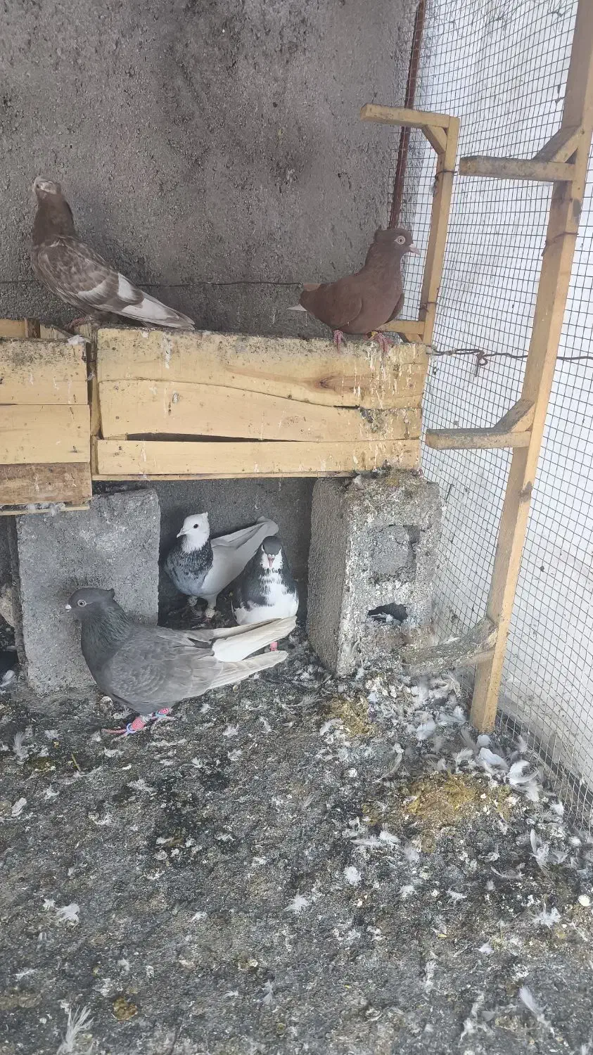 پرنده|پرنده|برازجان, |دیوار