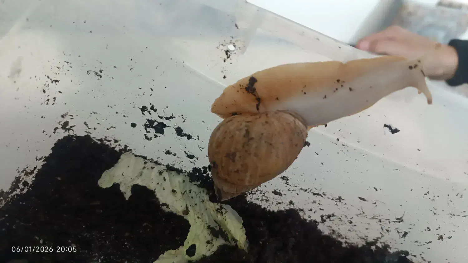 حلزون آچاتینا|خزنده|اصفهان, پزوه|دیوار