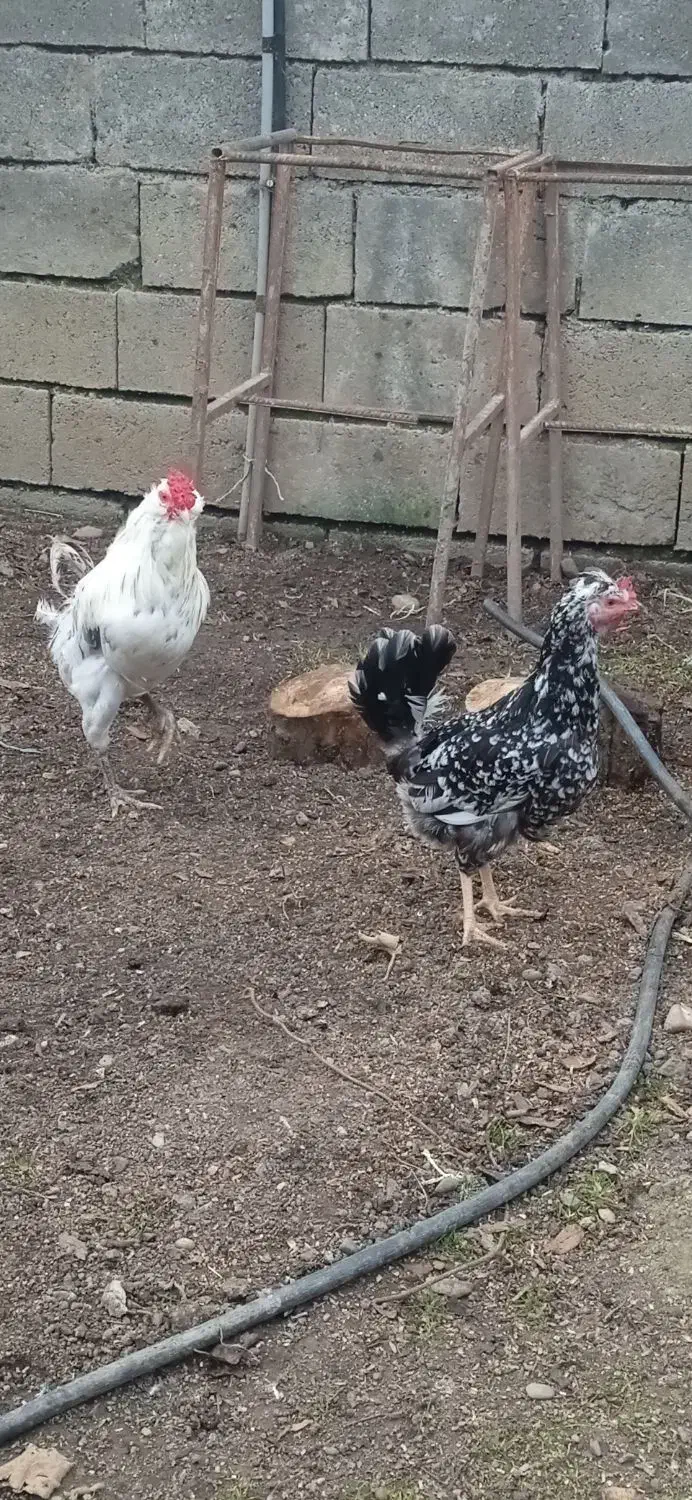 مرغ و خروس گلین،خروس گردن لخت مشکی|حیوانات مزرعه|تالش, هشتپر|دیوار