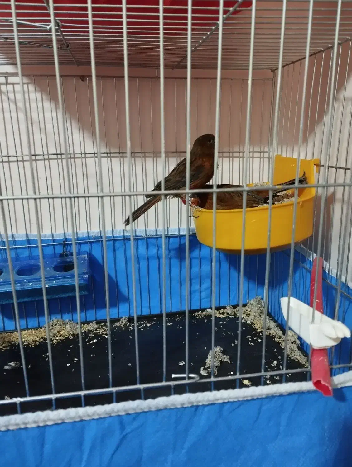 نرماده سوخته سیاه|پرنده|برخوار, |دیوار