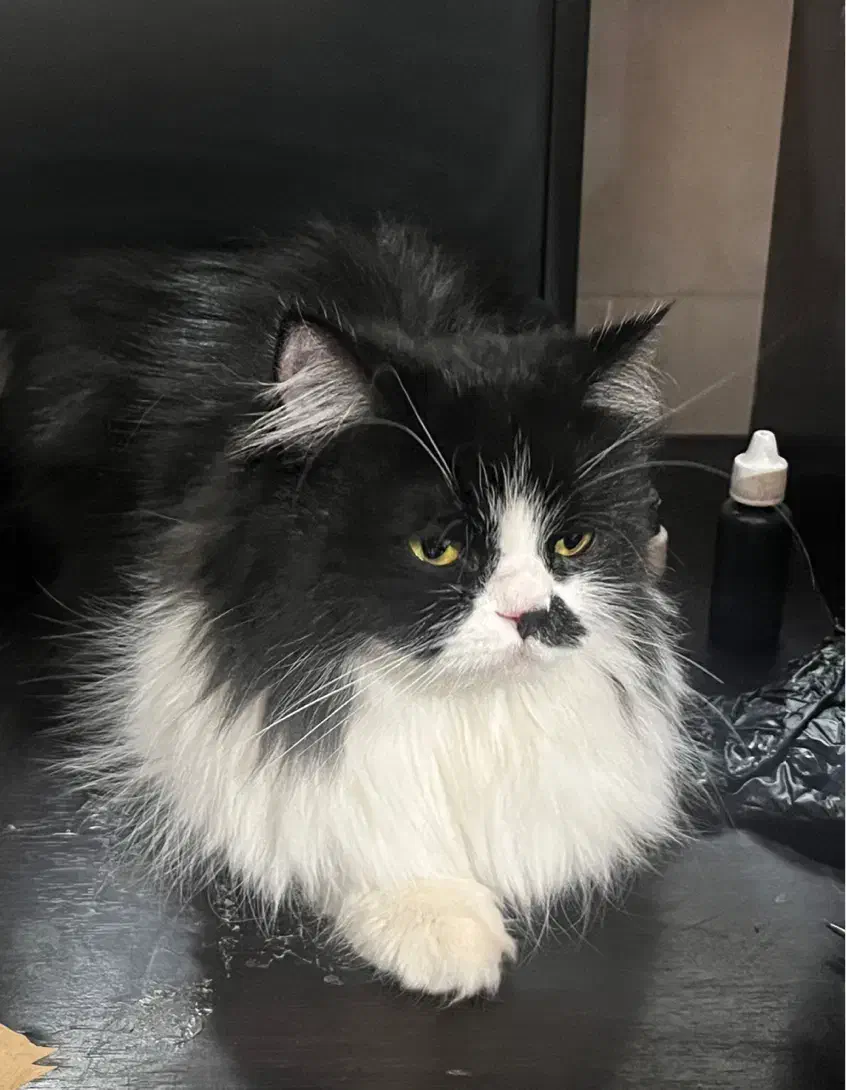 پرشین ماده جهت جفتگیری|گربه|قم, بنیاد|دیوار