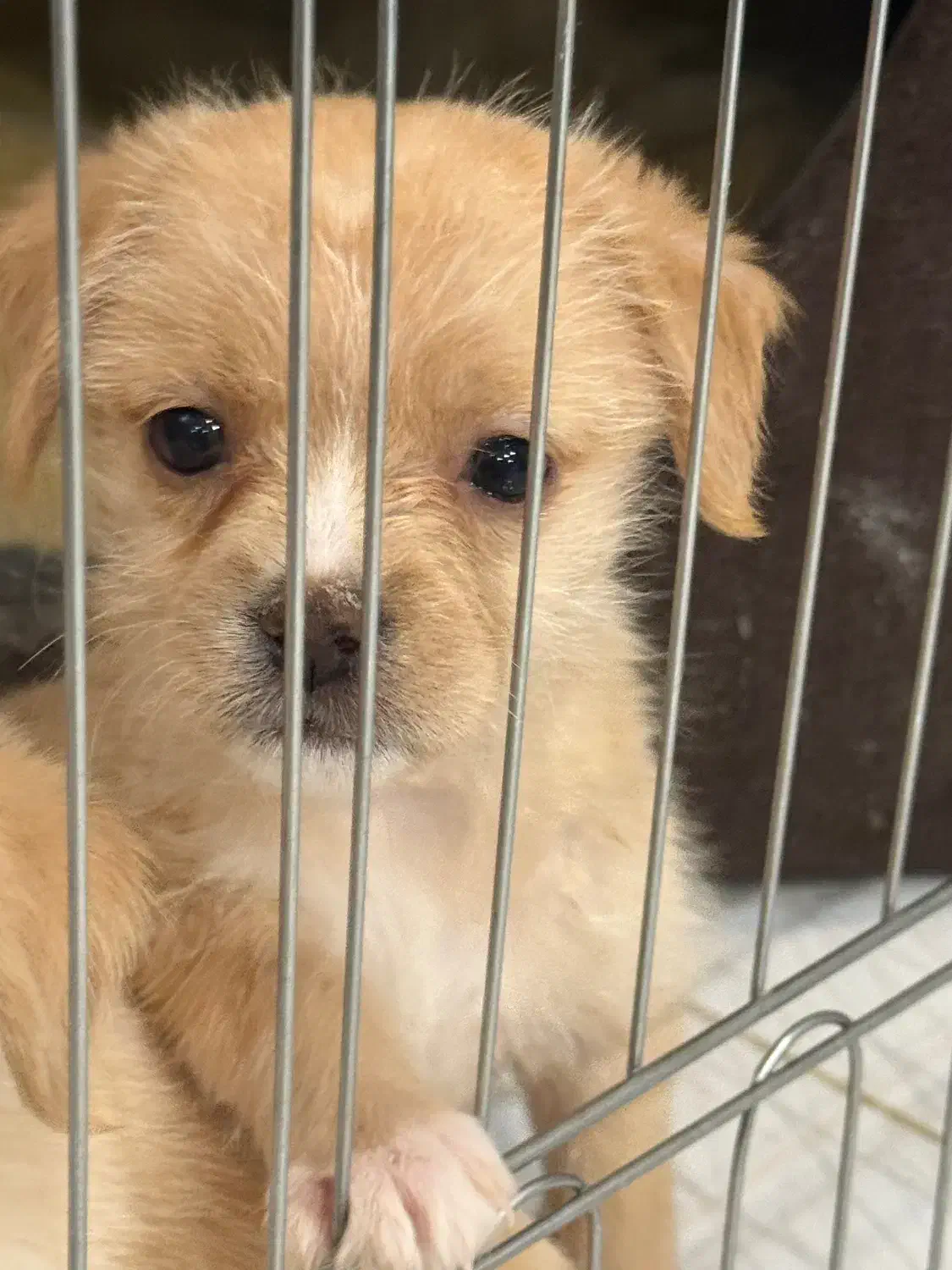 توله سگ آپارتمانی|سگ|اصفهان, هزارجریب|دیوار