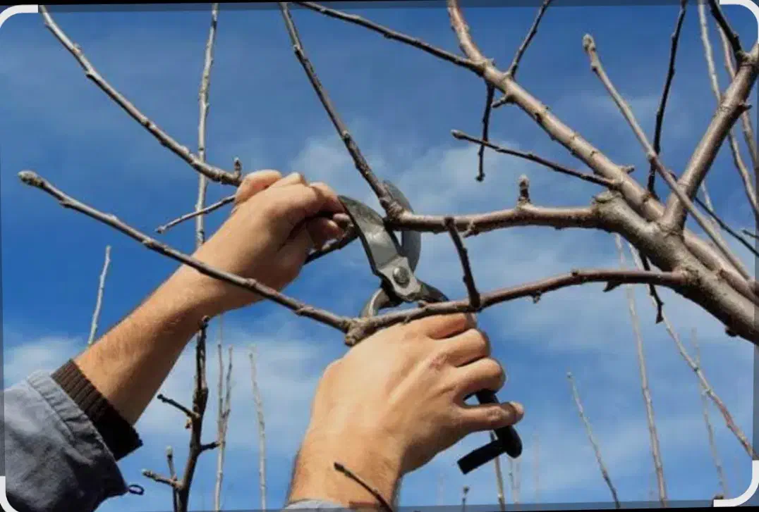 هرس ، پاکنی درخت ، گوده و کاشت درخت و گل،گیاه|خدمات باغبانی و درختکاری|شیراز, غدیر جنوبی|دیوار